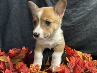 Provolone, a male Pembroke Welsh Corgi for sale in Littleton, CO – 4 of 7