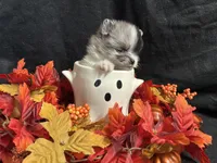 Sparkles, a female Pomeranian for sale in Littleton, CO – 7 of 8