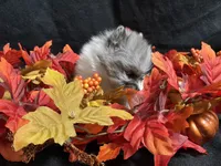 Sparkles, a female Pomeranian for sale in Littleton, CO – 5 of 8