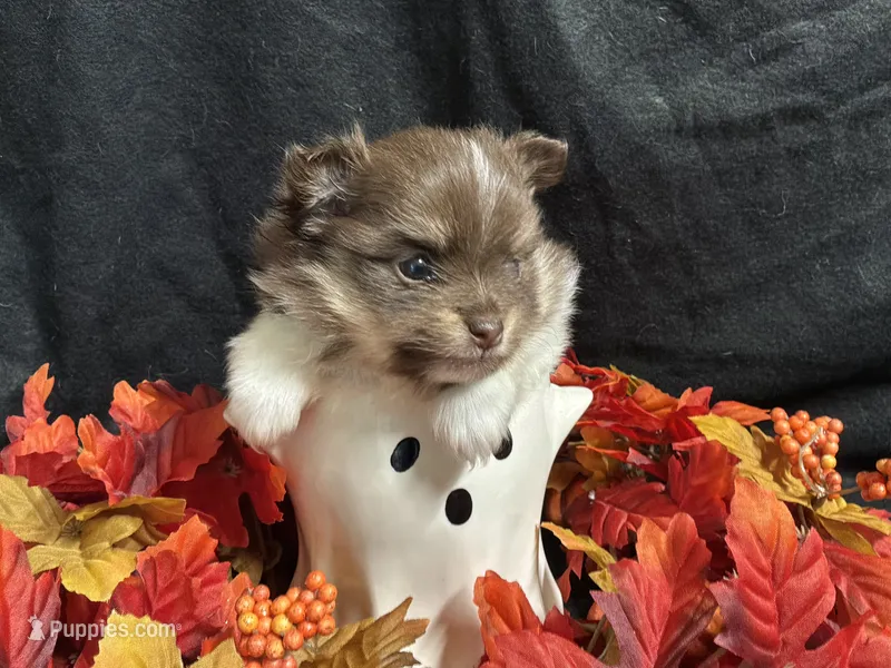 Celebration – Pomeranian puppy for sale in Littleton, CO