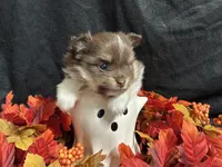 Celebration, a female Pomeranian for sale in Littleton, CO – 1 of 7
