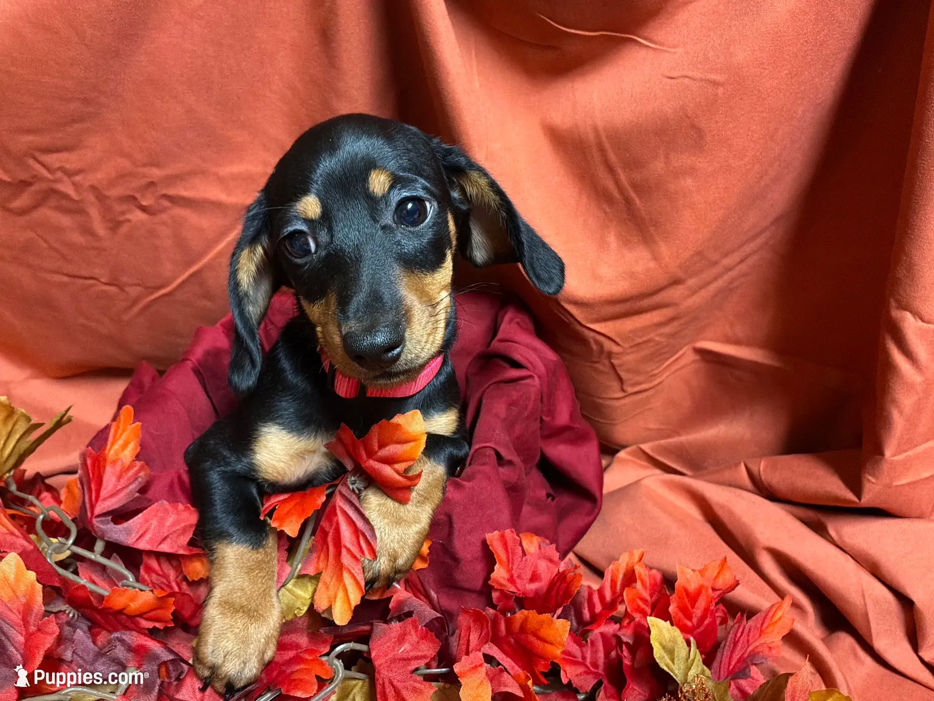 Lasagna, a female Miniature Dachshund for sale in Littleton, CO – 1 of 7