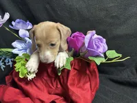 Snickers, a male Miniature Dachshund for sale in Littleton, CO – 2 of 8