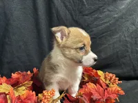 Havarti, a female Pembroke Welsh Corgi for sale in Littleton, CO – 5 of 7