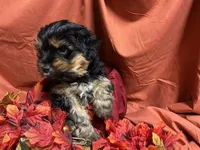 Divinity, a female Yorkshire Terrier for sale in Littleton, CO – 7 of 7