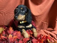 Macaroni, a female Miniature Dachshund for sale in Littleton, CO – 5 of 8