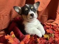 Reese, a female Pembroke Welsh Corgi for sale in Littleton, CO – 7 of 7