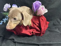 Paprika, a female Miniature Dachshund for sale in Littleton, CO – 4 of 7