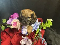 Frito, a male Miniature Dachshund for sale in Littleton, CO – 3 of 8