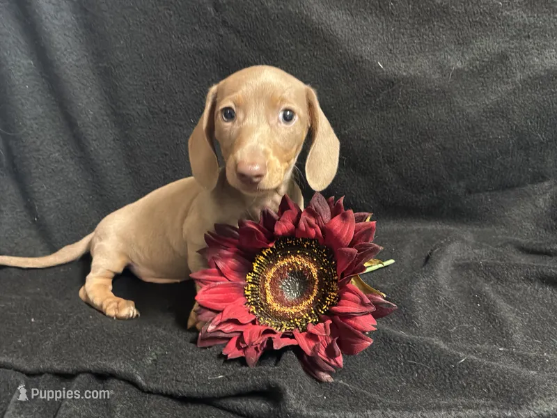 Isabelle – Miniature Dachshund puppy for sale in Littleton, CO