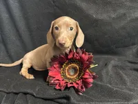 Isabelle, a female Miniature Dachshund for sale in Littleton, CO – 1 of 8
