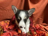 Nestlé, a female Pembroke Welsh Corgi for sale in Littleton, CO – 6 of 8