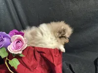 Very special and tiny, a female Pomeranian for sale in Littleton, CO – 5 of 6