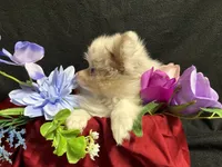 Glitter, a female Pomeranian for sale in Littleton, CO – 3 of 8