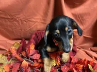Lasagna, a female Miniature Dachshund for sale in Littleton, CO – 3 of 7