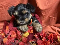 Snickers, a male Yorkshire Terrier for sale in Littleton, CO – 8 of 8