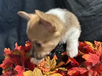 Cheddar , a male Pembroke Welsh Corgi for sale in Littleton, CO – 6 of 6