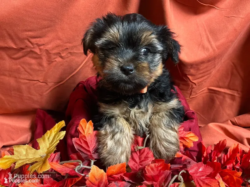 Pumpkin – Yorkshire Terrier puppy for sale in Littleton, CO