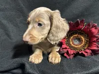 Walter, a male Miniature Dachshund for sale in Littleton, CO – 2 of 7