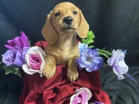 Skittles, a female Miniature Dachshund for sale in Littleton, CO – 4 of 8