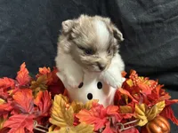 Independence, a male Pomeranian for sale in Littleton, CO – 6 of 8