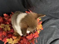 Cheddar , a male Pembroke Welsh Corgi for sale in Littleton, CO – 5 of 6