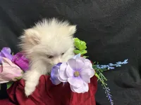 Parti, a female Pomeranian for sale in Littleton, CO – 3 of 8