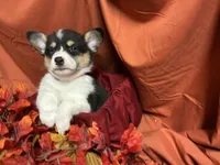 Reese, a female Pembroke Welsh Corgi for sale in Littleton, CO – 2 of 7