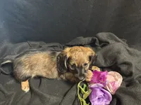Frito, a male Miniature Dachshund for sale in Littleton, CO – 7 of 8