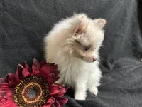 Bows, a female Pomeranian for sale in Littleton, CO – 3 of 6