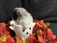 Sparkles, a female Pomeranian for sale in Littleton, CO – 8 of 8