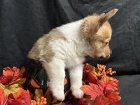 Cheddar , a male Pembroke Welsh Corgi for sale in Littleton, CO – 3 of 6