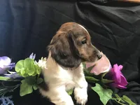 Hersey, a male Miniature Dachshund for sale in Littleton, CO – Photo 3 of 6