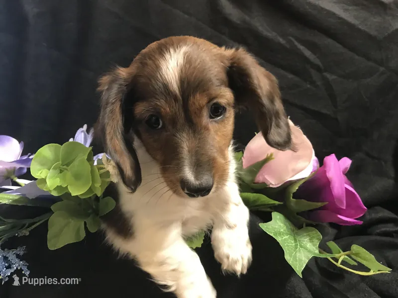Hersey – Miniature Dachshund puppy for sale in Littleton, CO