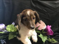 Hersey, a male Miniature Dachshund for sale in Littleton, CO – Photo 2 of 6