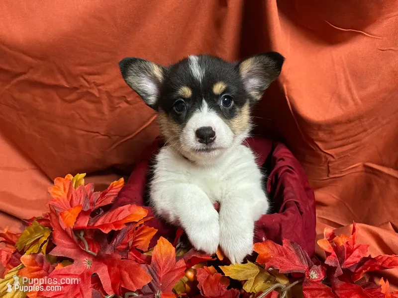 Reese, a female Pembroke Welsh Corgi for sale in Littleton, CO – 1 of 7