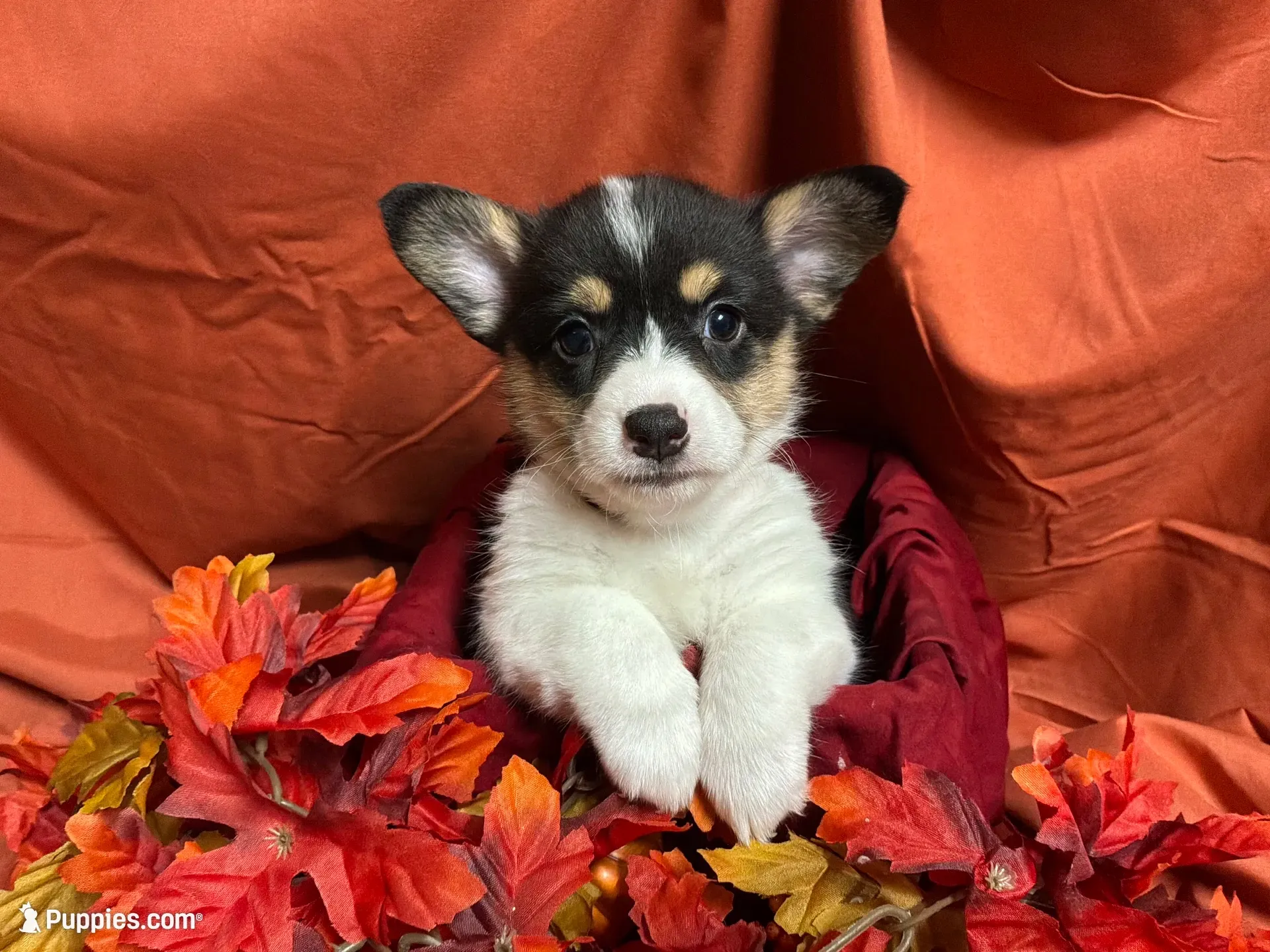 Reese, a female Pembroke Welsh Corgi for sale in Littleton, CO – 1 of 7