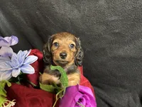 Thyme, a female Miniature Dachshund for sale in Littleton, CO – 6 of 7