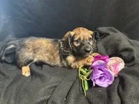 Frito, a male Miniature Dachshund for sale in Littleton, CO – 6 of 8