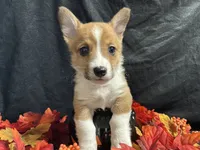 Provolone, a male Pembroke Welsh Corgi for sale in Littleton, CO – 6 of 7