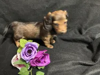 Thyme, a female Miniature Dachshund for sale in Littleton, CO – 7 of 7