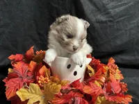 Glory, a male Pomeranian for sale in Littleton, CO – 3 of 8