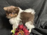 Ribbon, a female Pomeranian for sale in Littleton, CO – 8 of 8