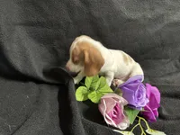 Cinnamon, a female Miniature Dachshund for sale in Littleton, CO – 7 of 8