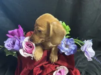 Skittles, a female Miniature Dachshund for sale in Littleton, CO – 3 of 8