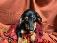 Lasagna, a female Miniature Dachshund for sale in Littleton, CO – 4 of 7