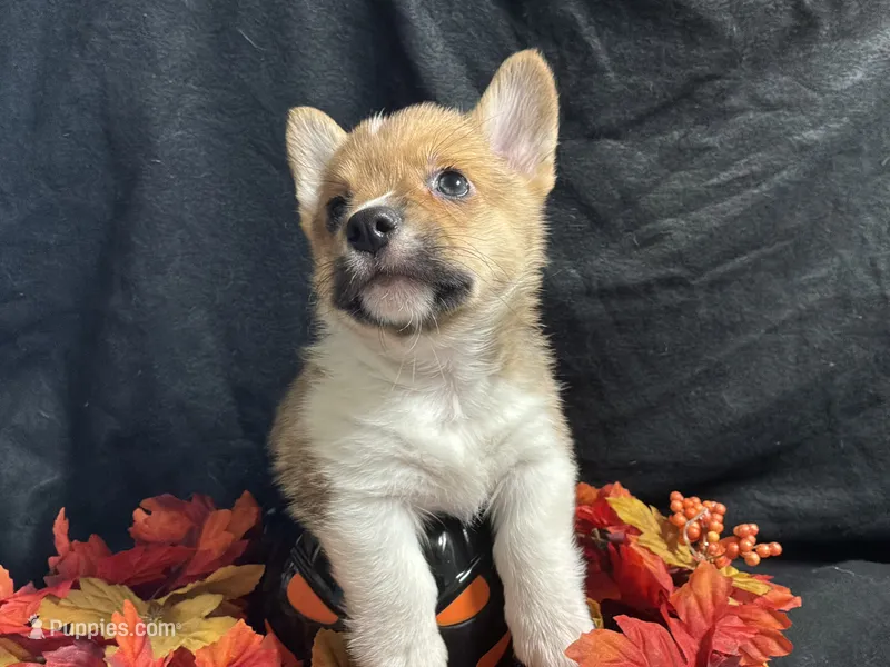 Cheddar  – Pembroke Welsh Corgi puppy for sale in Littleton, CO