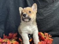 Cheddar , a male Pembroke Welsh Corgi for sale in Littleton, CO – 1 of 6
