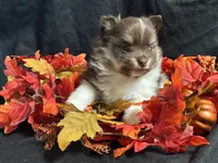 Celebration, a female Pomeranian for sale in Littleton, CO – 5 of 7