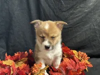 Havarti, a female Pembroke Welsh Corgi for sale in Littleton, CO – 6 of 7